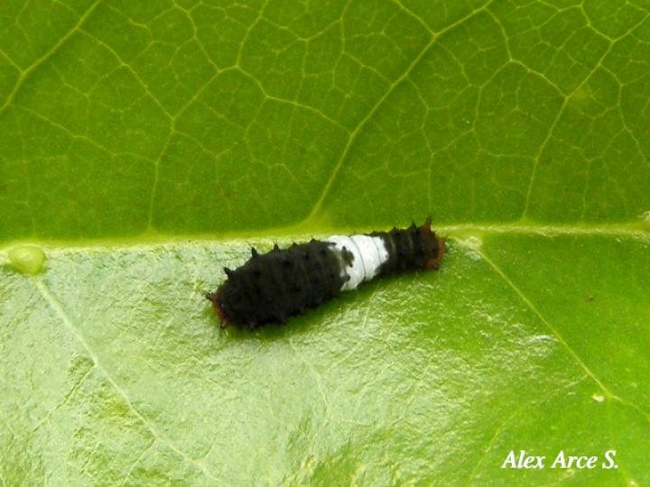 Mimoides ilus branchus (Larva cometa ilusión)