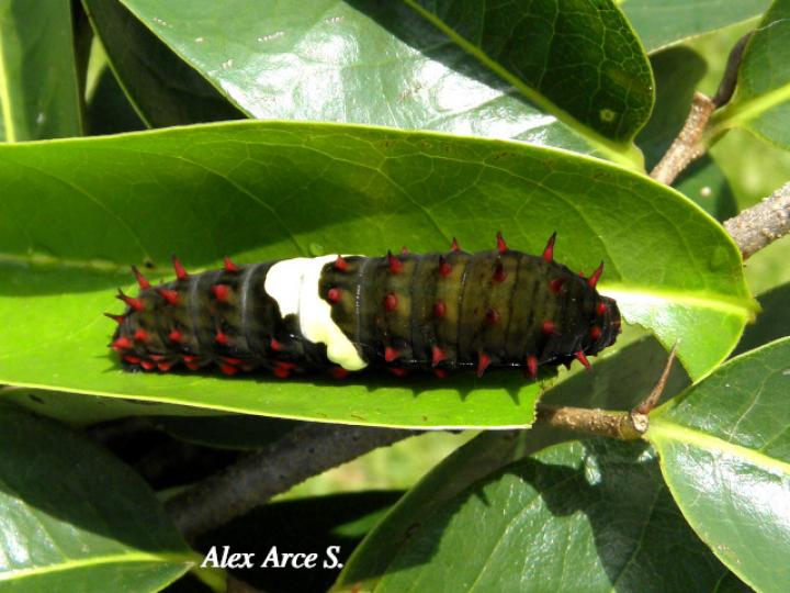 Mimoides ilus branchus (Larva cometa ilusión)