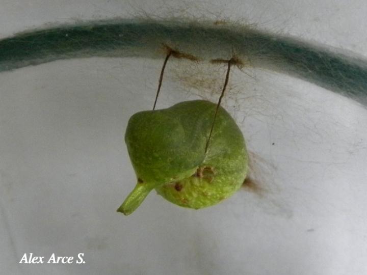 Mimoides ilus branchus (Crisálida cometa ilusión)