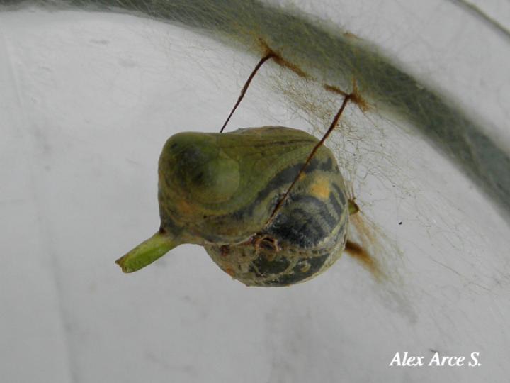 Mimoides ilus branchus (Crisálida cometa ilusión)