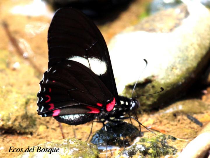 Mimoides pausanias prasinus