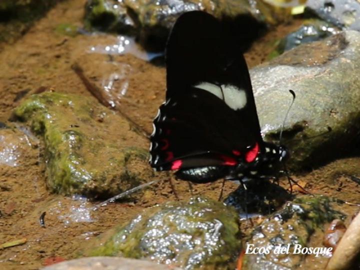 Mimoides pausanias prasinus