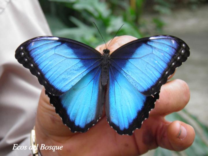 Morpho helenor marinita (Morfo común)