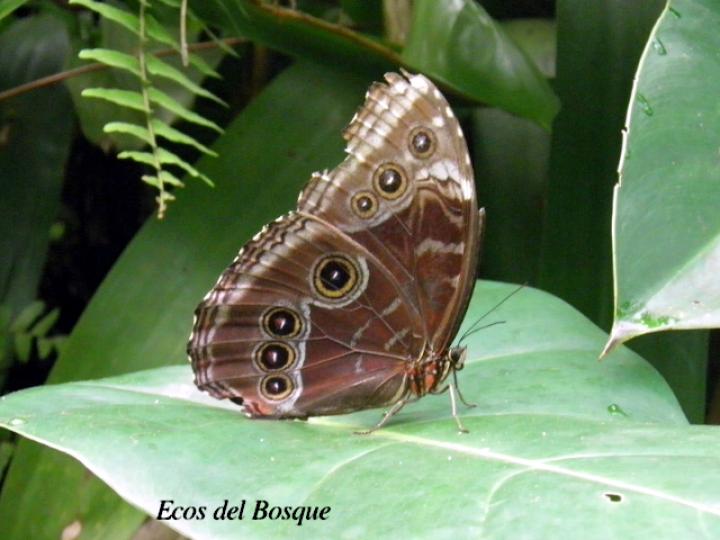Morpho helenor marinita (Morfo común)