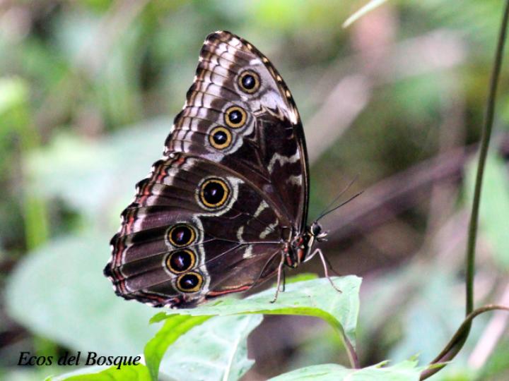 Morpho helenor marinita (Morfo común)