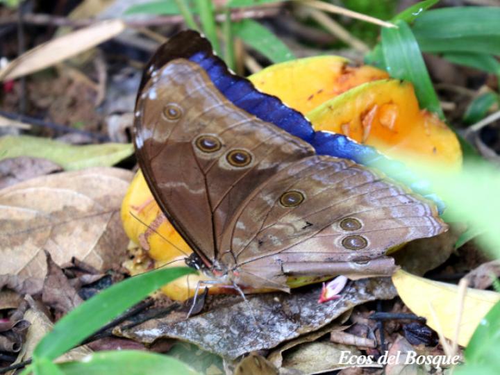 Morpho menelaus amathonte