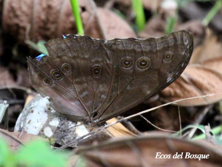 Morpho menelaus amathonte
