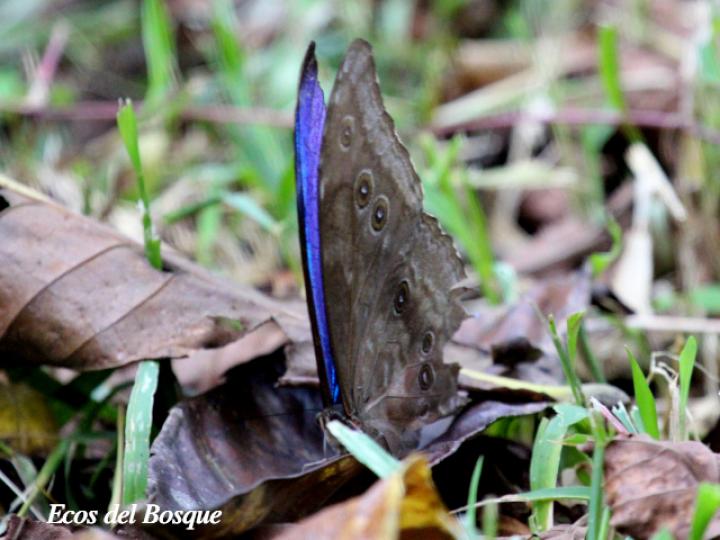 Morpho menelaus amathonte