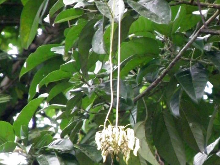 Mucuna holtonii (Ojo de buey) Mucuna holtonii (Ojo de buey)
