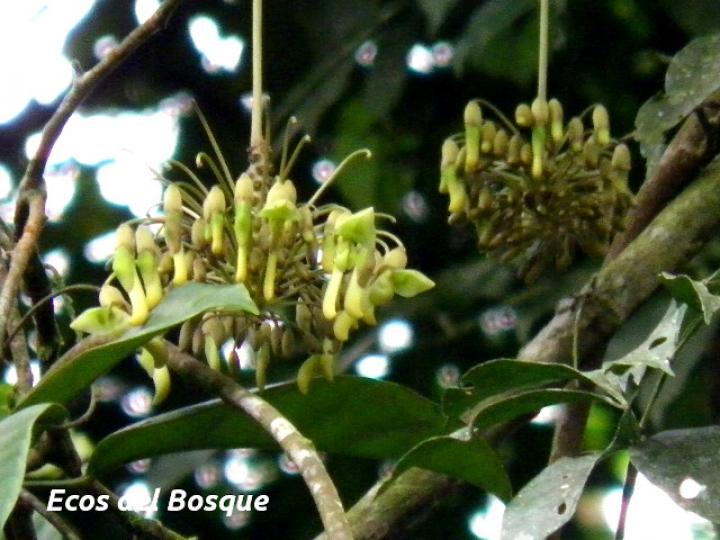 Mucuna holtonii (Ojo de buey) Mucuna holtonii (Ojo de buey)
