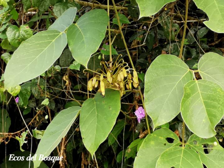 Mucuna holtonii (Ojo de buey) Mucuna holtonii (Ojo de buey)
