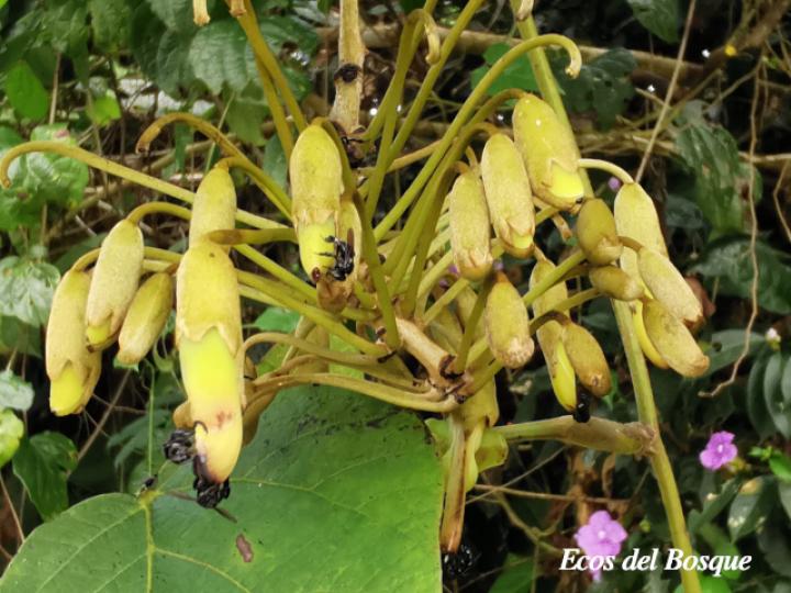 Mucuna holtonii (Ojo de buey)
