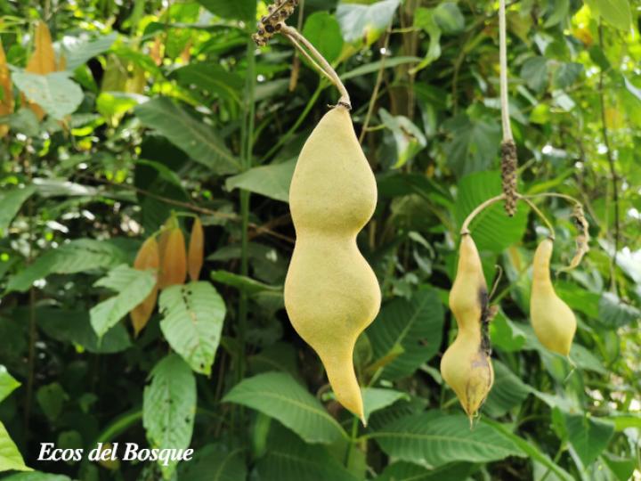 Mucuna holtonii (Ojo de buey) Mucuna holtonii (Ojo de buey)