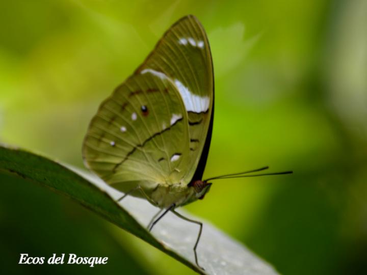 Nessaea aglaura aglaura (Nessaea norteña) Nessaea aglaura aglaura (Nessaea norteña)