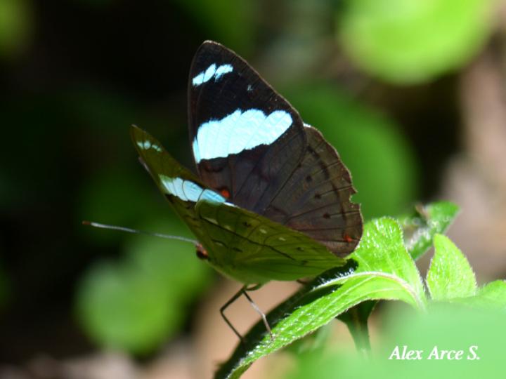 Nessaea aglaura aglaura (Nessaea norteña) Nessaea aglaura aglaura (Nessaea norteña)