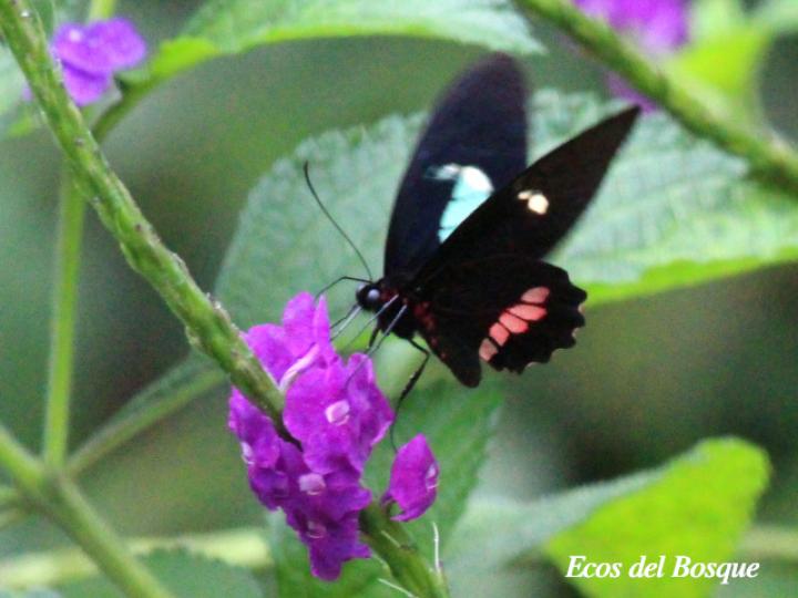 Parides eurimedes mylotes