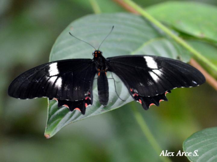 Parides eurimedes mylotes