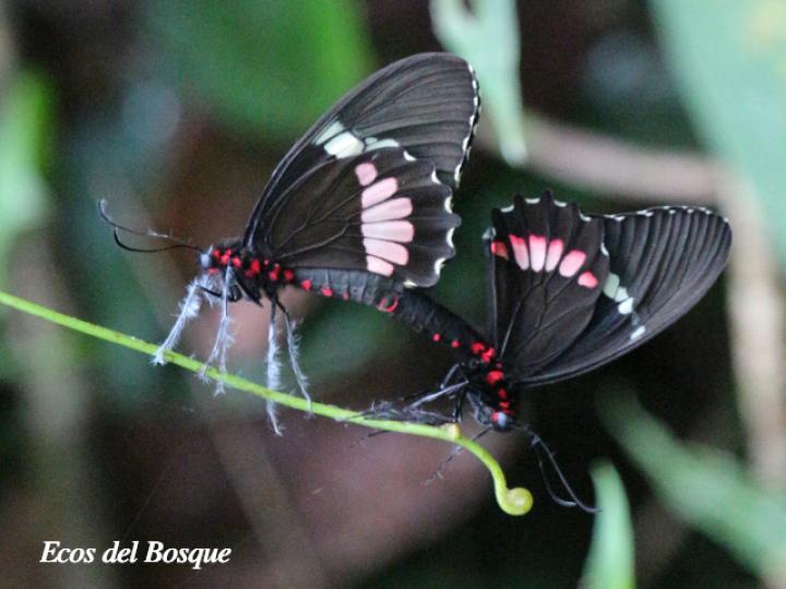 Parides iphidamas iphidamas
