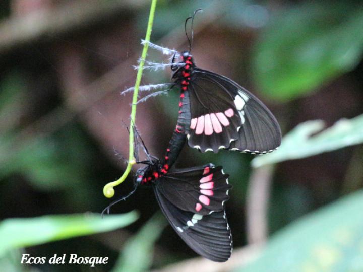 Parides iphidamas iphidamas