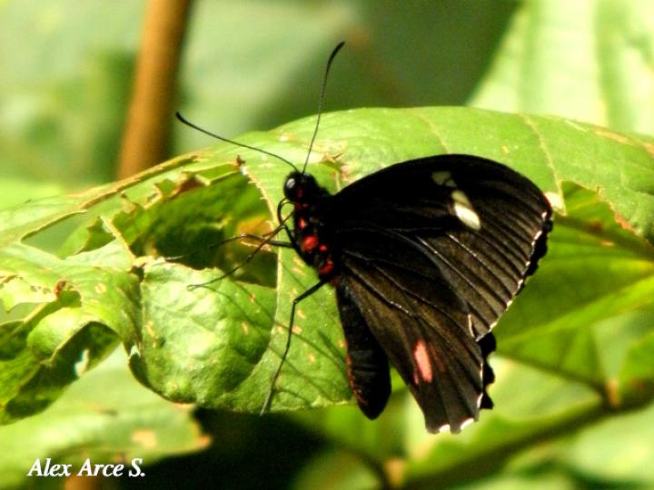 Parides panares lycimenes (Mariposa manchas rojas)