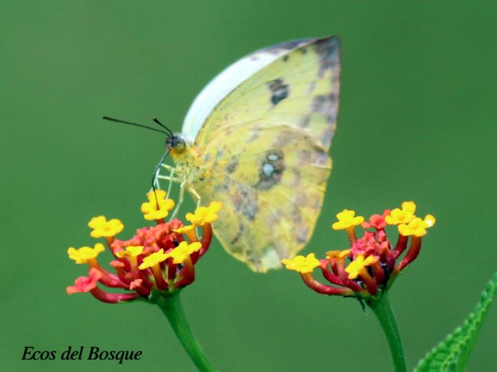 Azufre gigante de Argante