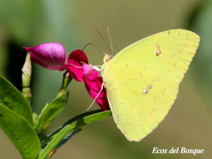 Phoebis sennae marcellina