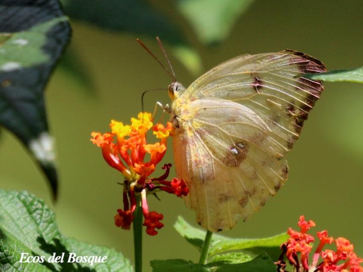 Phoebis sennae marcellina