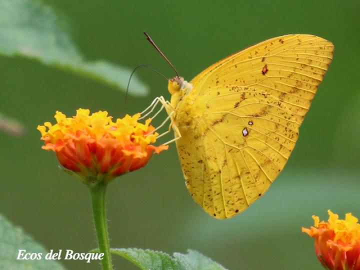 Phoebis sennae marcellina