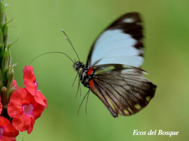Pieriballia viardi noctipennis