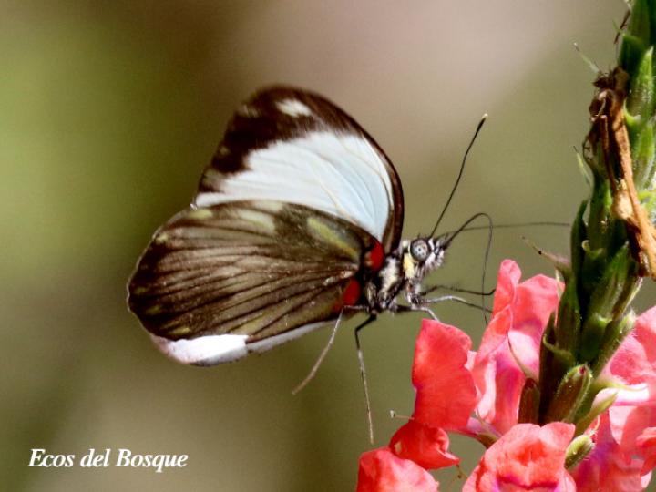 Pieriballia viardi noctipennis