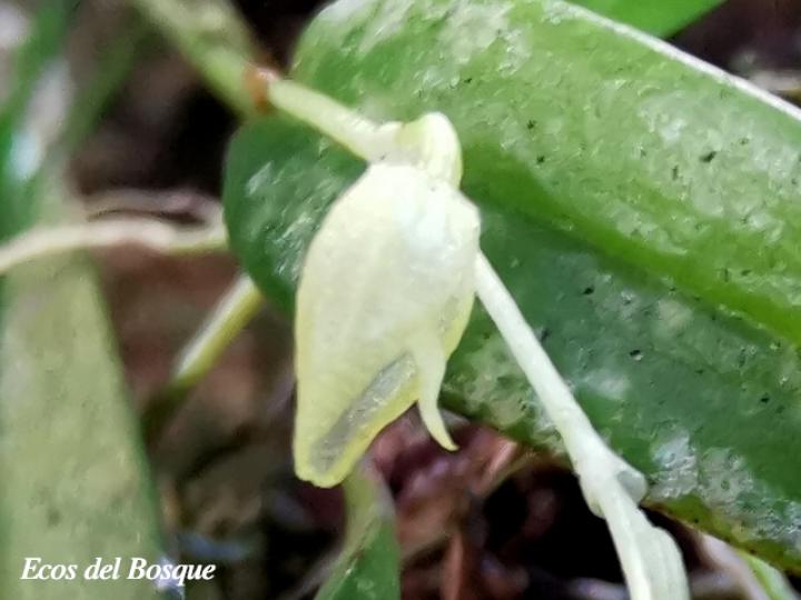 Pleurothallis priunosa