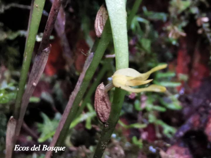 Pleurothallis ruscifolia