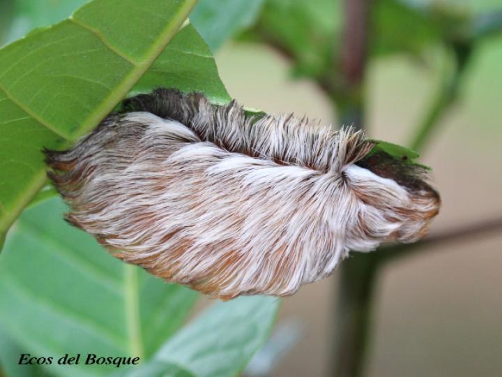 Podalia orsilochus (Gusano ratón)