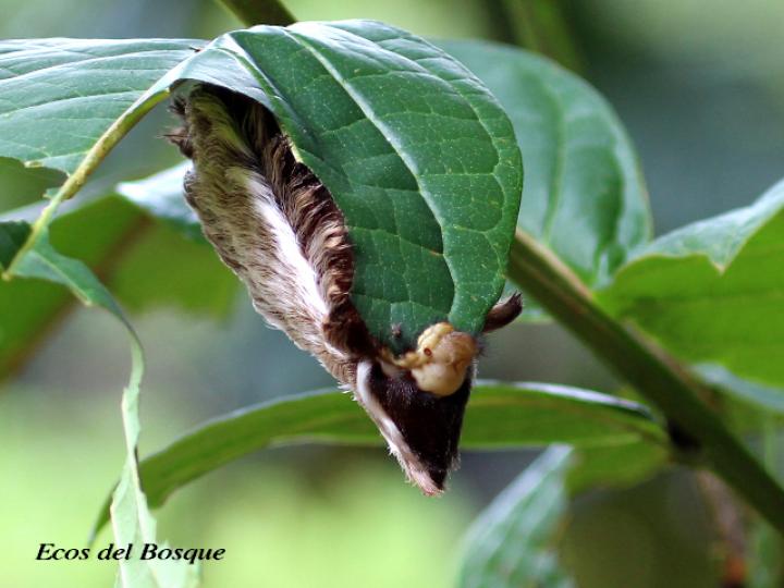 Podalia orsilochus (Gusano ratón)