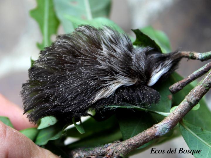 Podalia orsilochus (Gusano ratón)