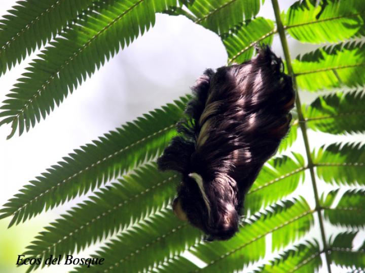 Podalia orsilochus (Gusano ratón)