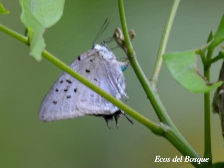 Mariposa sedosa reina azul