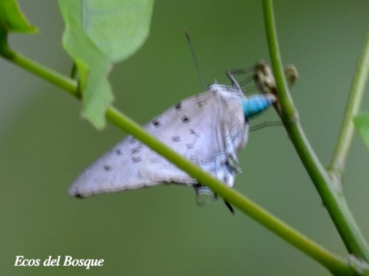 Mariposa sedosa reina azul