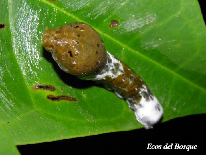 Larva Pterourus menatius vulneratus