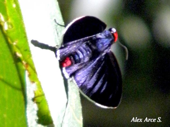 Pyrrhopyge zenodorus (Saltarina punta de fuego)