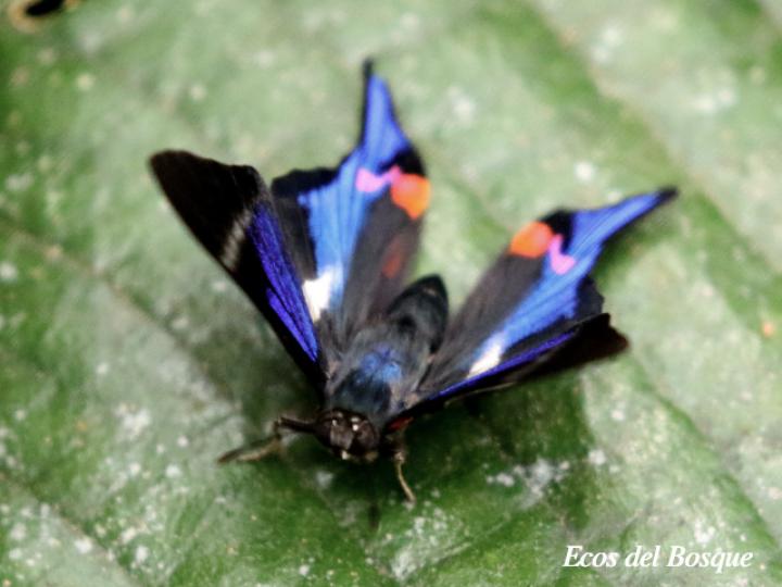 Rhetus periander naevianus