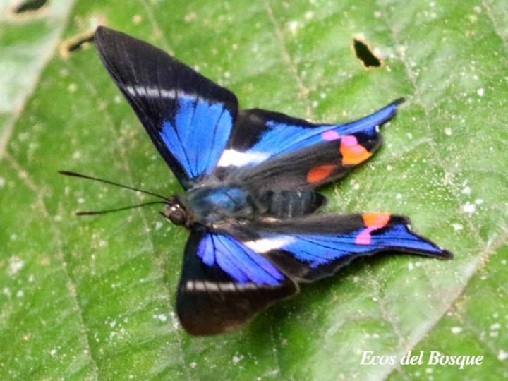 Rhetus periander naevianus