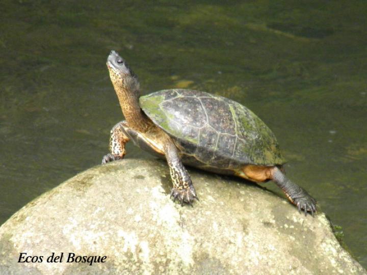 Rhinoclemmys funerea (Tortuga negra)