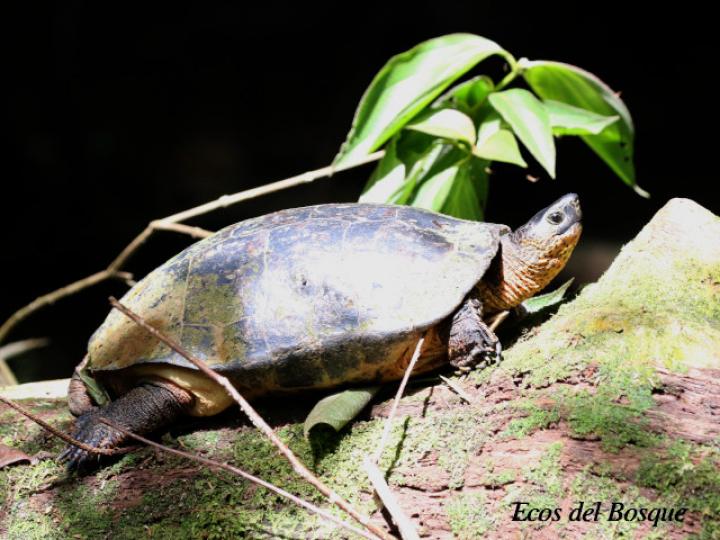 Rhinoclemmys funerea (Tortuga negra)