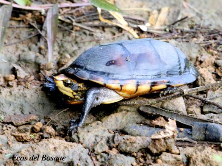 Rhinoclemmys funerea (Tortuga negra)