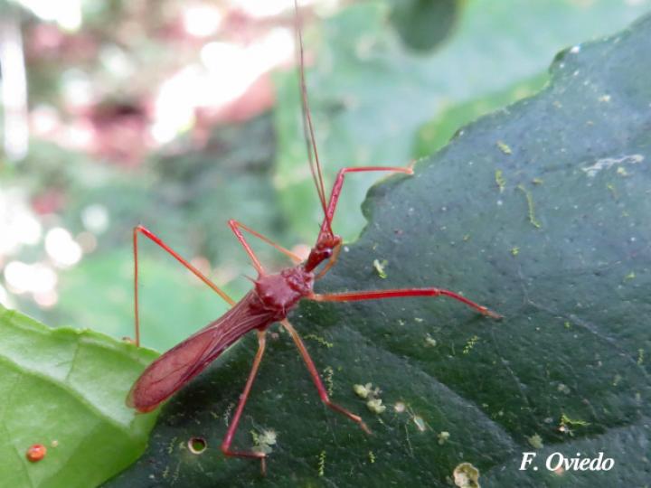 Ricolla simillima (Chinche asesina)
