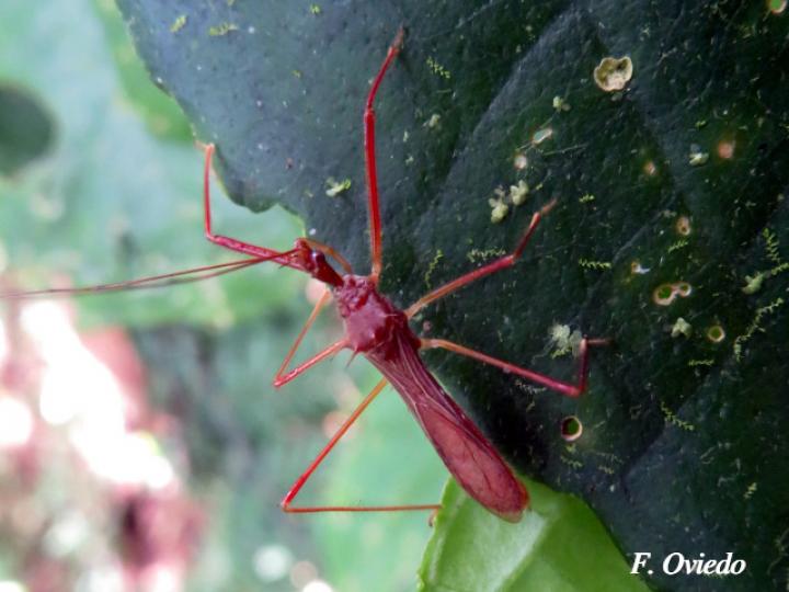 Ricolla simillima (Chinche asesina)