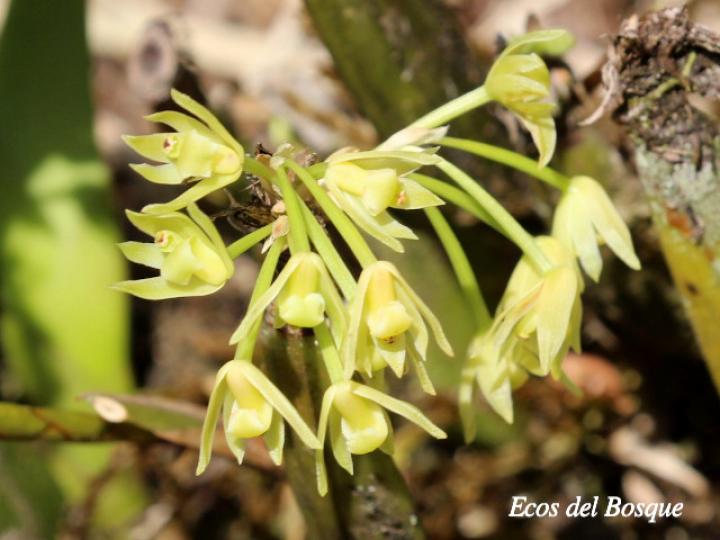 Scaphyglottis lindeniana