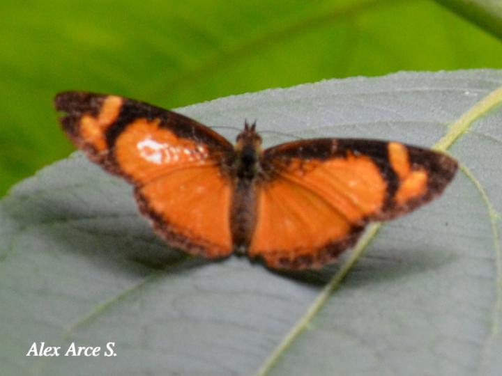 Tegosa anieta anieta