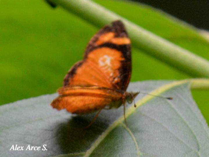 Tegosa anieta anieta